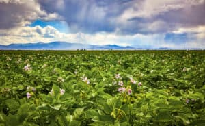 Colorado potato field