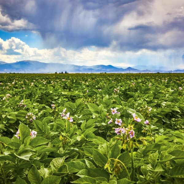 Colorado potato field